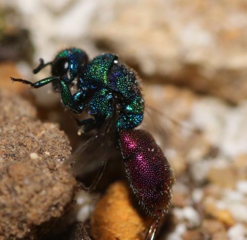 Réf. 333 049 : Chrysis interjecta